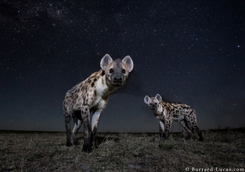 Illustration for article titled 13 Sensational Camera Trap Photos of African Animals At Night